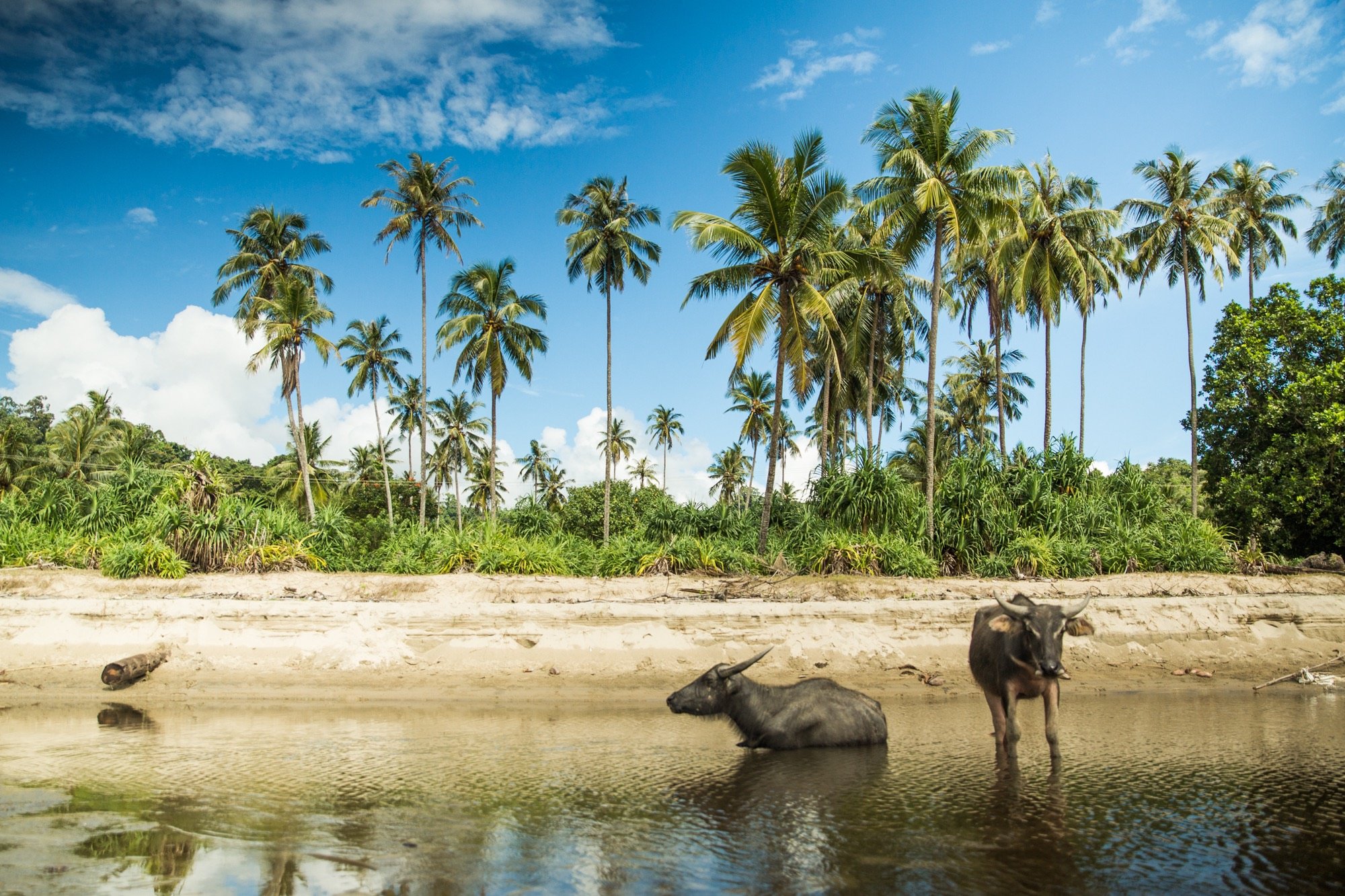 Sumatran buffaloes on Simeulue Island Sumatran buffaloes on Simeulue Island